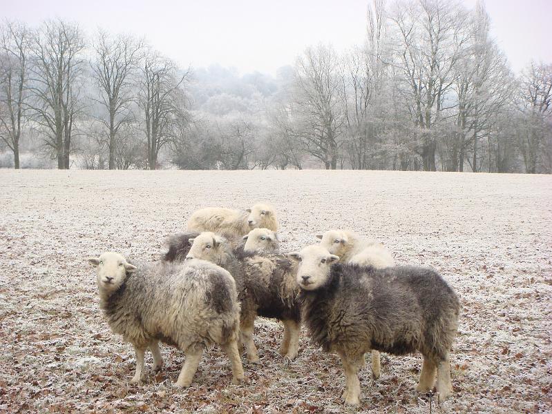 Wychcroft 2009 021.jpg